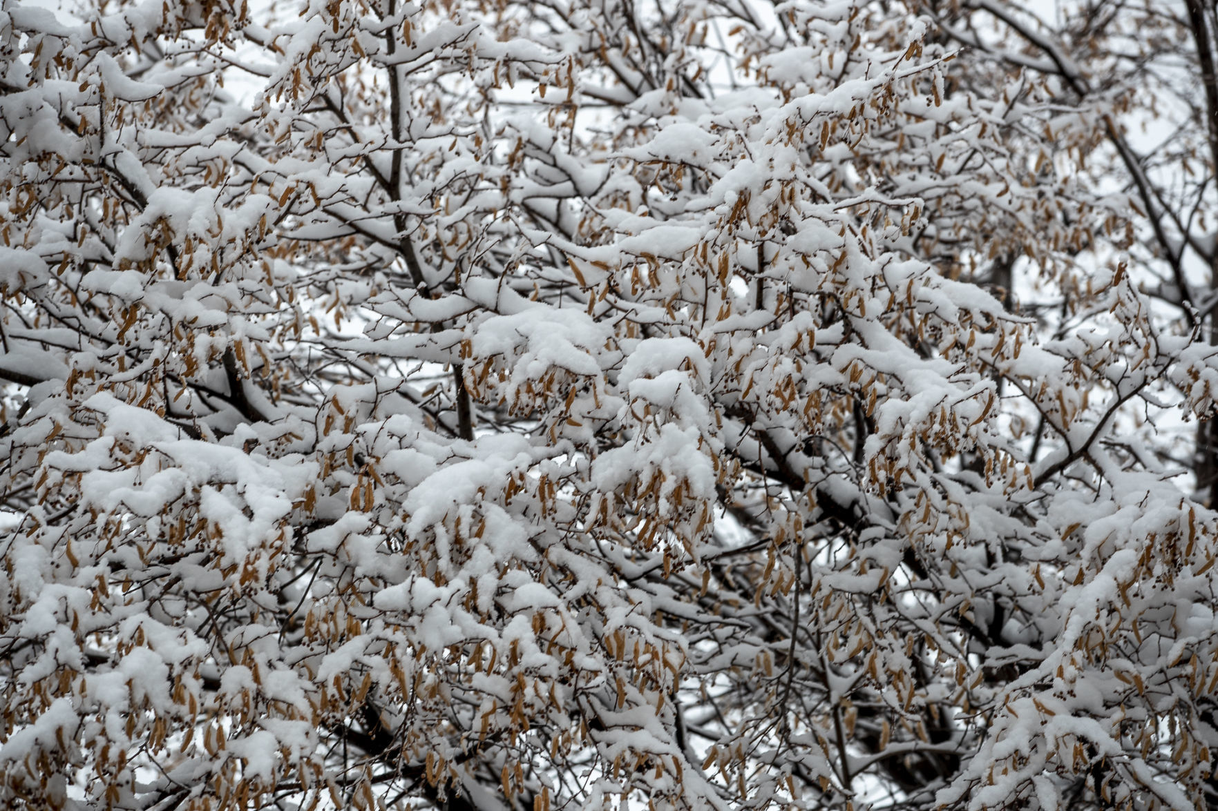 Snow